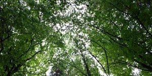 BBCGreen.com Offers You The Greener Side Of Life