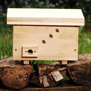 Bee Kind In Your Garden This Summer With Fair Trade