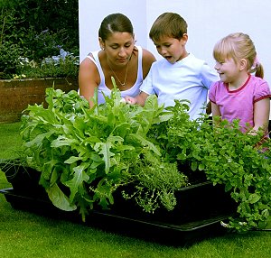  Grow Your Own Vegetables Made Easy. 