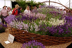 Lavender at the Hampton Court Palace Flower Show