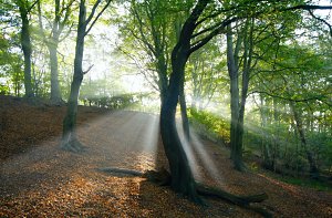 IKEAÃ¢â¬â¢s Ã¢â¬ËFoot Of ForestÃ¢â¬â¢ Campaign To Create UK Woodland