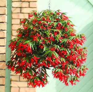Love Blossoms At RHS Flower Show 23 - 27 July 2008