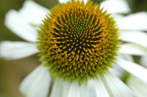 Tatton Park Flower Show