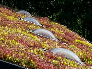 Create Your Very Own Green Roof  